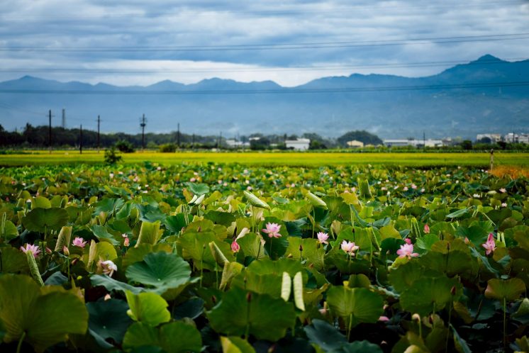白河蓮花季花況