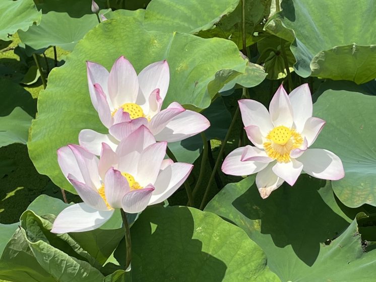 2025白河蓮花花況