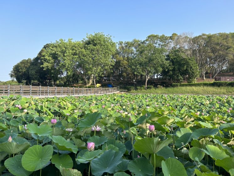 2025白河_蓮花公園