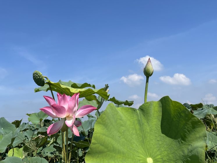 2025白河蓮花花況