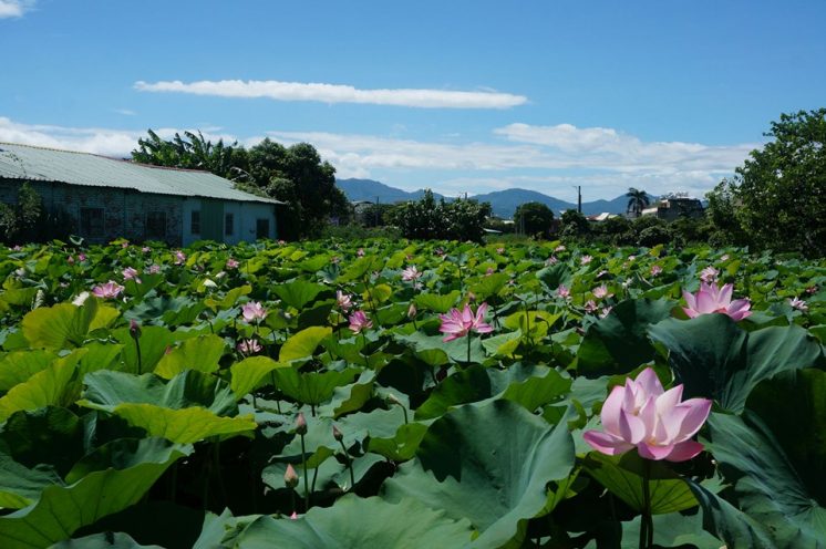 白河蓮花