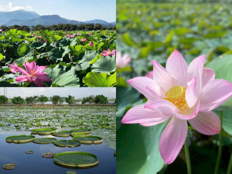 白河蓮花季