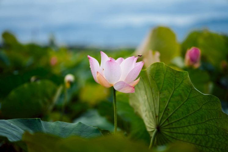 白河蓮花季花況