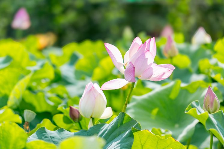 桃園蓮花