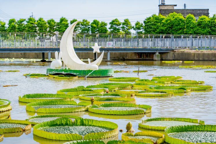 桃園蓮花