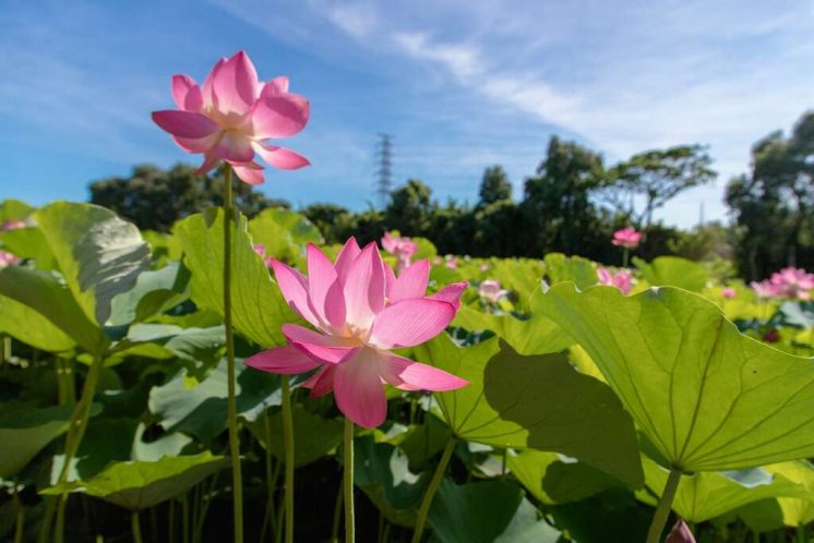 桃園蓮花