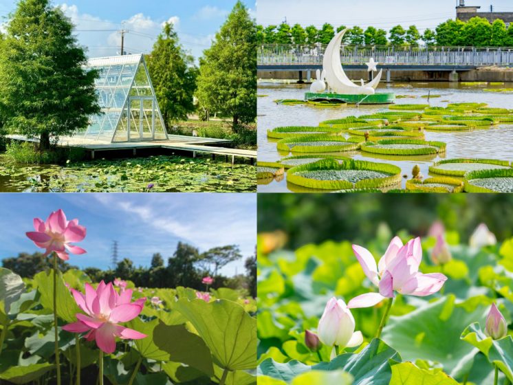 桃園蓮花季