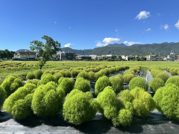 波波草