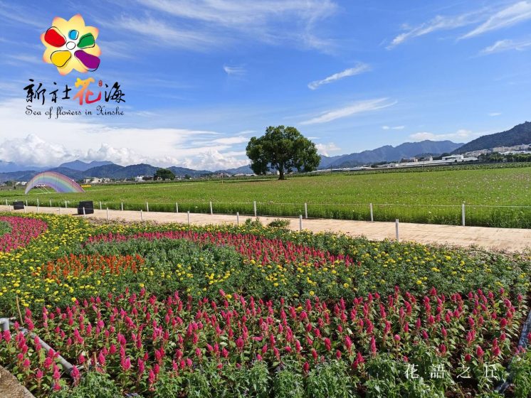 2025新社花海