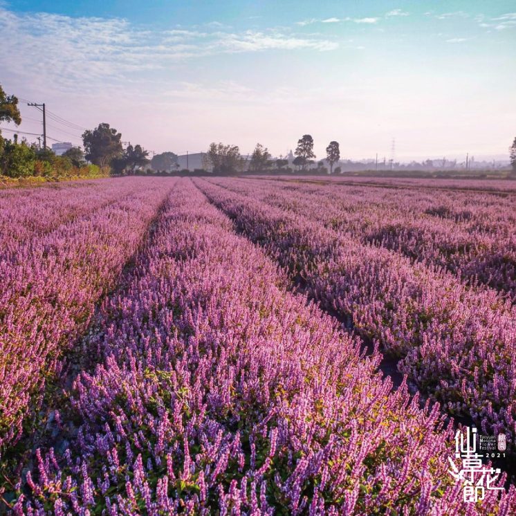 桃園仙草嘉年華