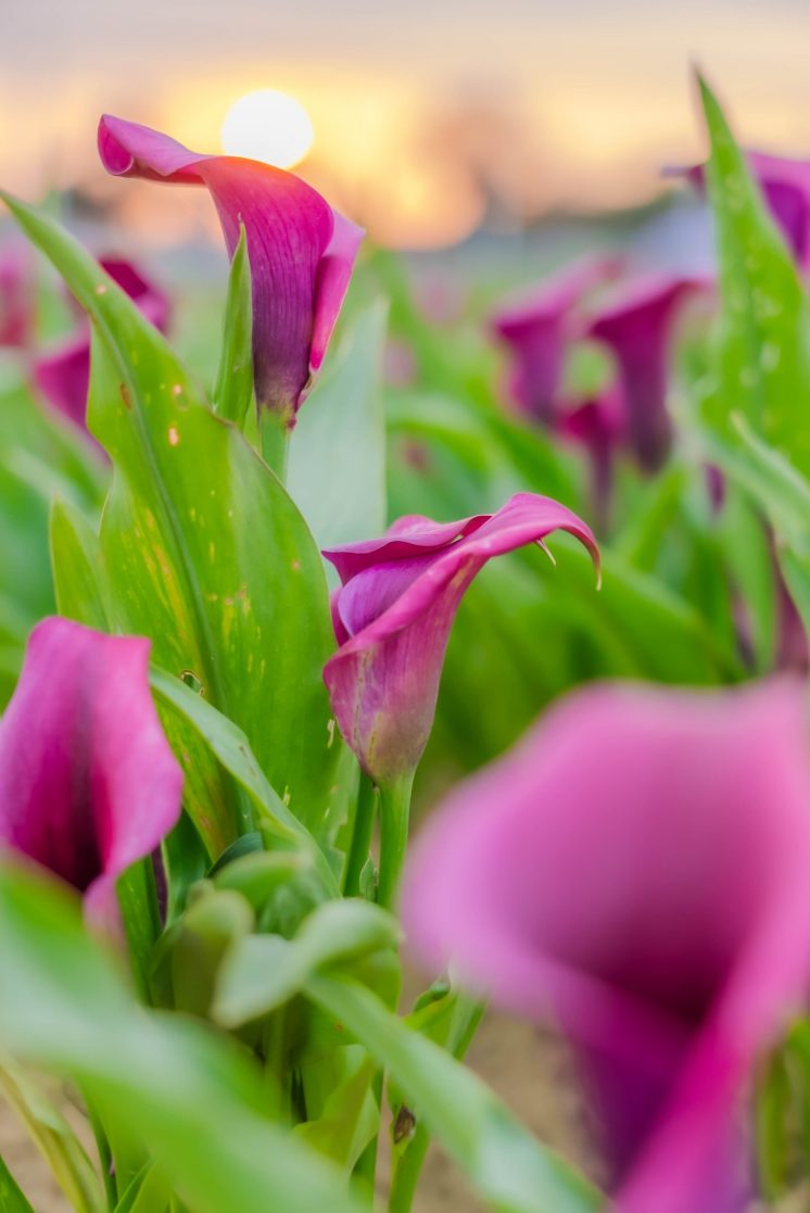 桃園海芋3/20花況