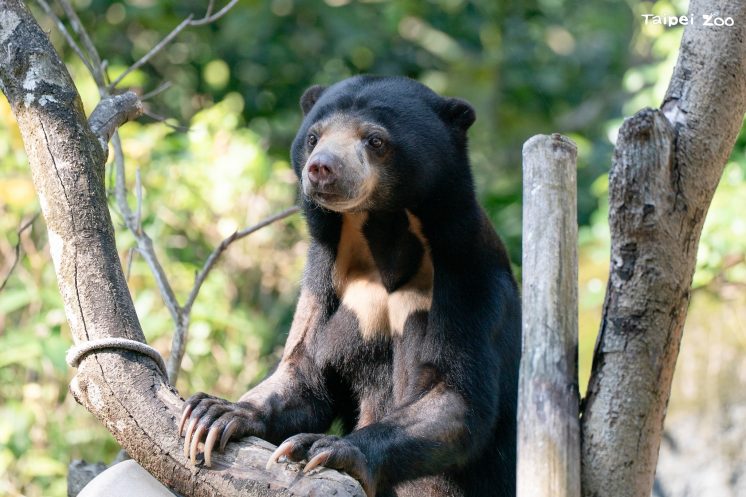 台北市立動物園