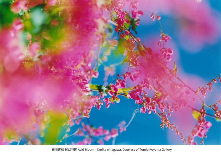 屏東縣立美術館_當繁花盛開展覽作品