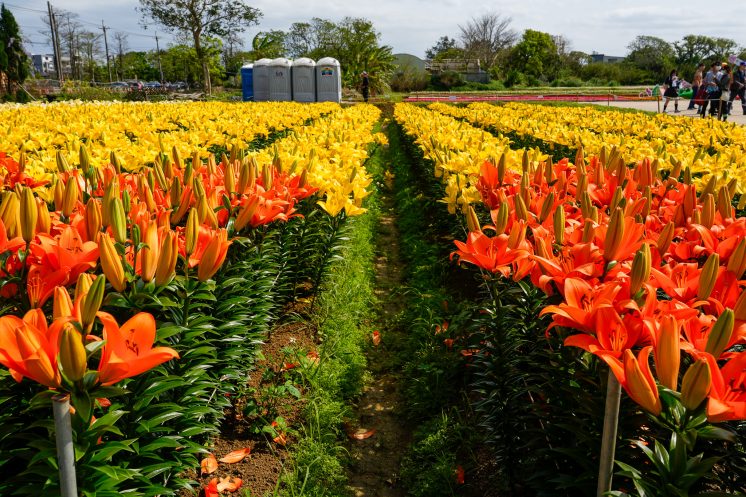 桃園彩色海芋季