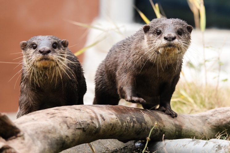台北市立動物園