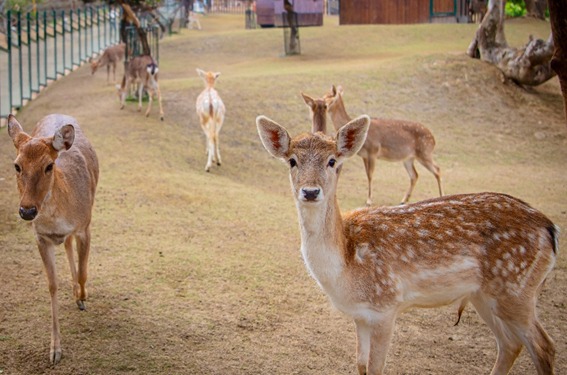 九九峰動物樂園