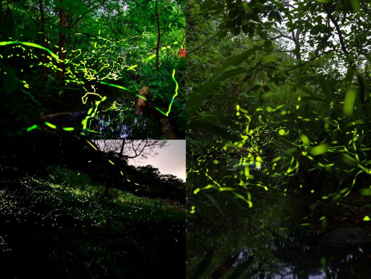 2026台北螢火蟲季