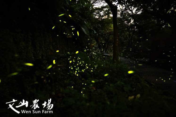 文山農場螢火蟲