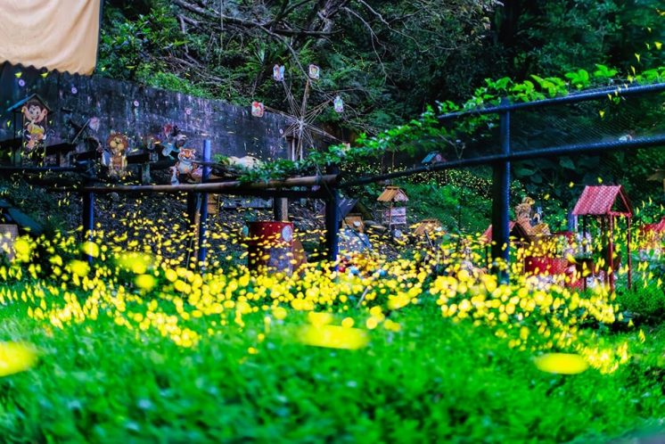 雲仙樂園螢火蟲