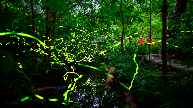 大安森林螢火蟲