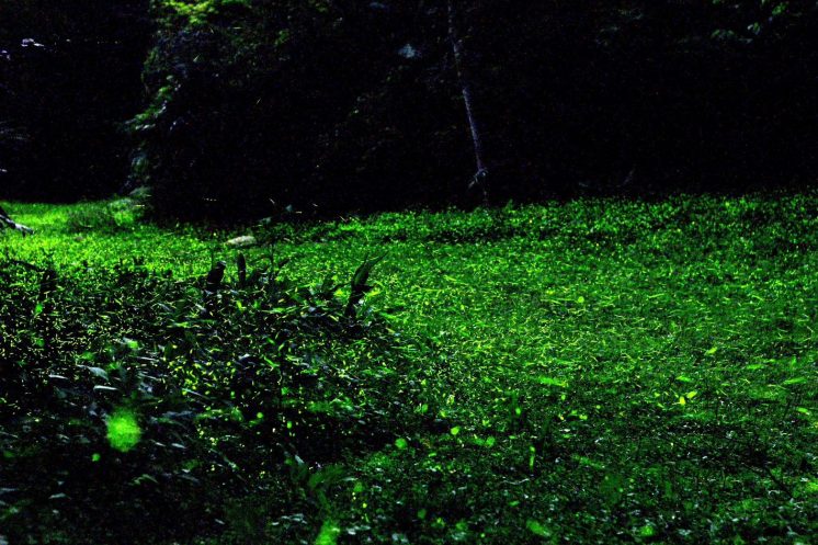 西湖渡假村螢火蟲