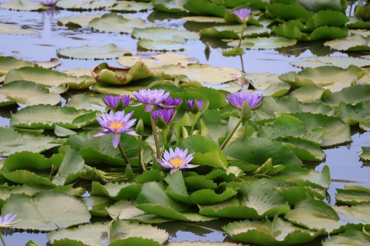 桃園蓮花