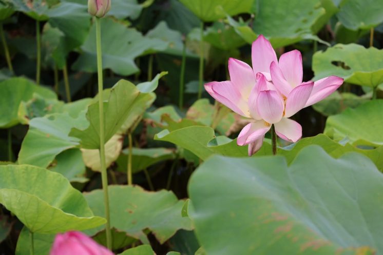 桃園蓮花