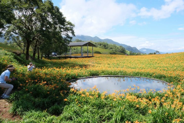 六十石山金針花