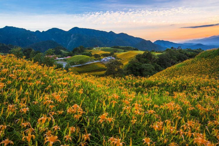 六十石山金針花